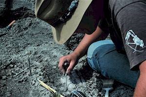 Figure 8 - Tips of the lower jaws of the mosasaur, Plioplatecarpus, being excavated.
